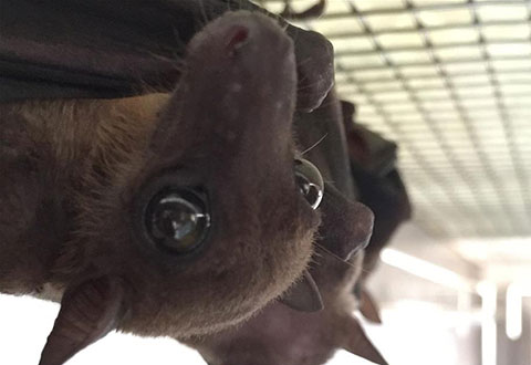 Duke-NUS scientists reveal first close-up look at bats’ immune response to live infection